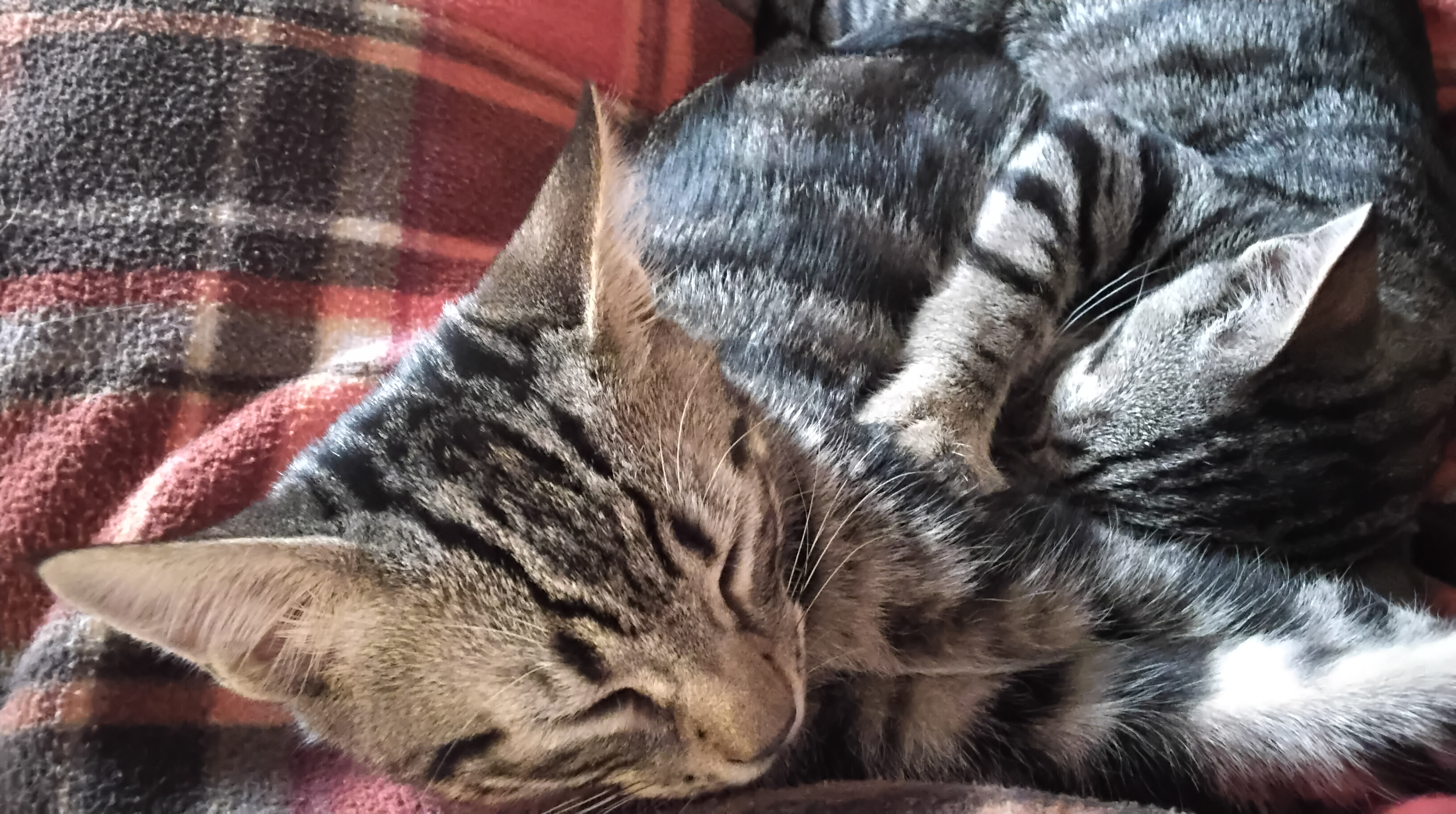 Due gattini soriani grigi accoccolati su una coperta rossa, lei ha ficcato il muso nel pelo di Tuffolo e cerca il capezzolo succhiando avidamente mentre ronfa e fa la pasta con le zampine. Lui è molto tranquillo e fa le fusa. Due gattini soriani grigi accoccolati su una coperta rossa, lei ha ficcato il muso nel pelo di Tuffolo e cerca il capezzolo succhiando avidamente mentre ronfa e fa la pasta con le zampine. Lui è molto tranquillo e fa le fusa.